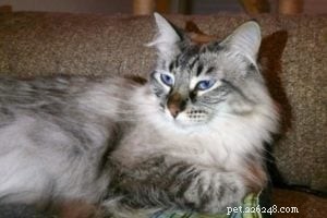 Merlin s Hope: Dedicated Ragdoll & Maine Coon Rescue – Caring for 600+ Cats in Texas