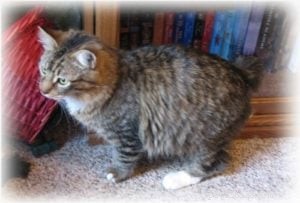 Merlin s Hope: Dedicated Ragdoll & Maine Coon Rescue – Caring for 600+ Cats in Texas