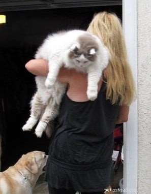 Tank: The Resilient Ragdoll Therapy Cat Transforming Lives