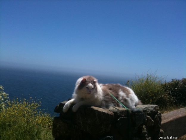 Tank: The Resilient Ragdoll Therapy Cat Transforming Lives