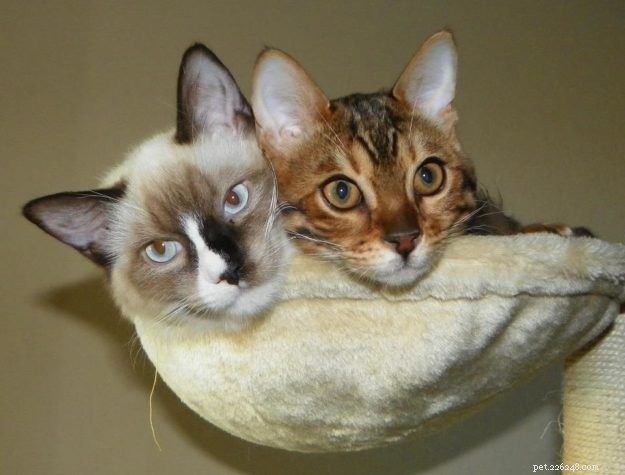 Lola – Spotlight on the Gentle Ragdoll Cat of the Week
