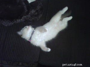 Lola – Spotlight on the Gentle Ragdoll Cat of the Week