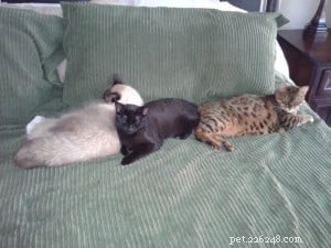 Lola – Spotlight on the Gentle Ragdoll Cat of the Week