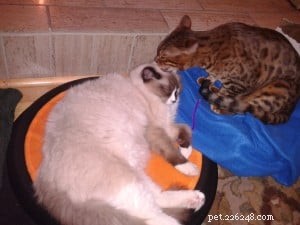 Lola – Spotlight on the Gentle Ragdoll Cat of the Week
