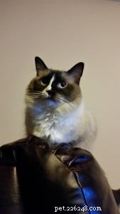 Lola – Spotlight on the Gentle Ragdoll Cat of the Week