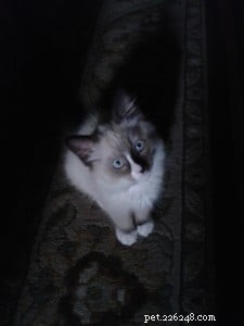 Lola – Spotlight on the Gentle Ragdoll Cat of the Week