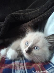 Lola – Spotlight on the Gentle Ragdoll Cat of the Week
