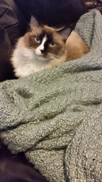 Lola – Spotlight on the Gentle Ragdoll Cat of the Week