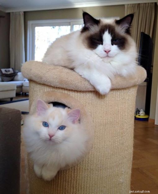 Flynn: Ragdoll of the Week – A Heartfelt Tribute to Otto and a New Beginning
