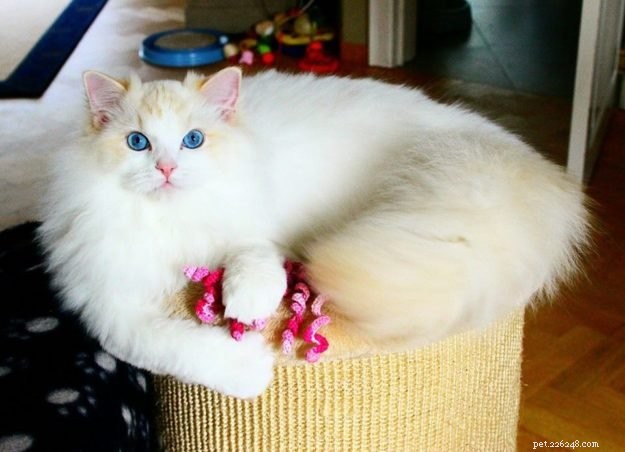 Flynn: Ragdoll of the Week – A Heartfelt Tribute to Otto and a New Beginning