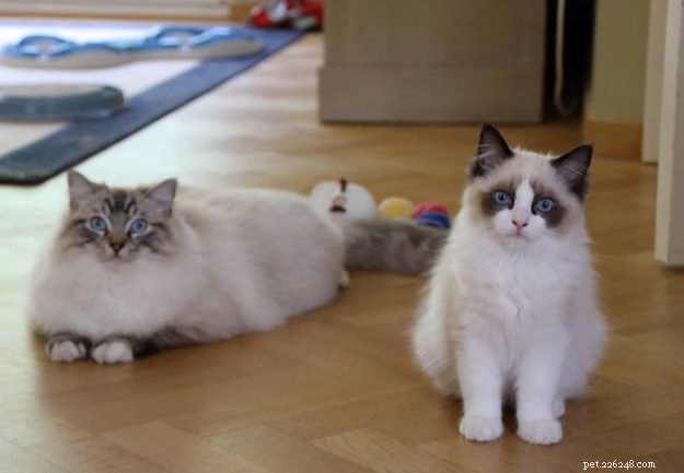 Flynn: Ragdoll of the Week – A Heartfelt Tribute to Otto and a New Beginning