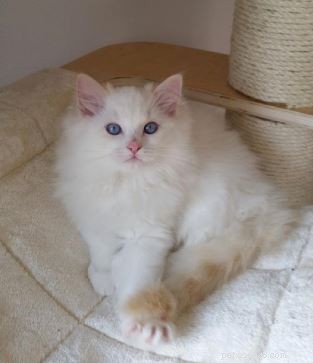 Flynn: Ragdoll of the Week – A Heartfelt Tribute to Otto and a New Beginning