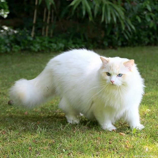 Flynn: Ragdoll of the Week – A Heartfelt Tribute to Otto and a New Beginning