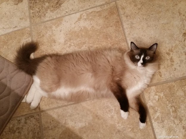Lola – Spotlight on the Gentle Ragdoll Cat of the Week