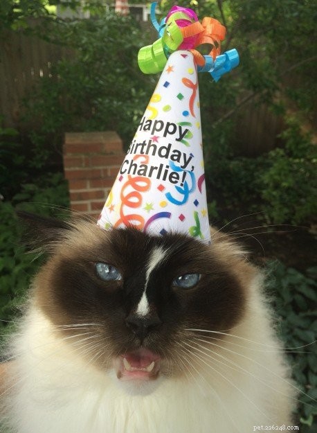 Happy 6th Birthday to Charlie Man – A Heartfelt Celebration