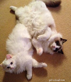 Flynn: Ragdoll of the Week – A Heartfelt Tribute to Otto and a New Beginning