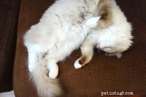 Mystra: Featured Ragdoll Kitten of the Month