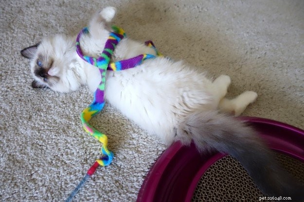Mystra: Featured Ragdoll Kitten of the Month