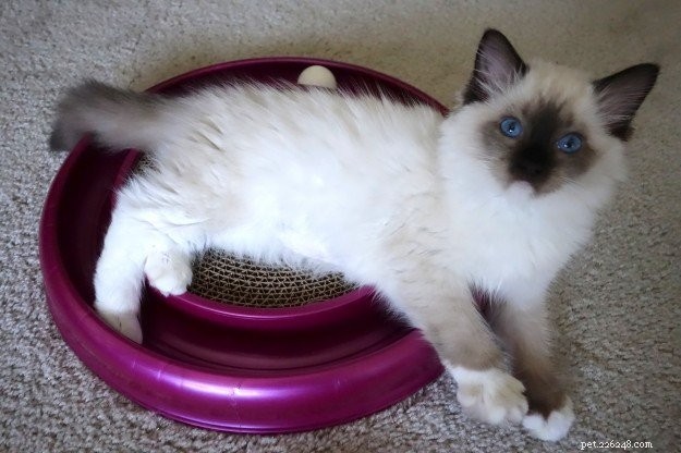 Mystra: Featured Ragdoll Kitten of the Month