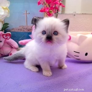 Mystra: Featured Ragdoll Kitten of the Month