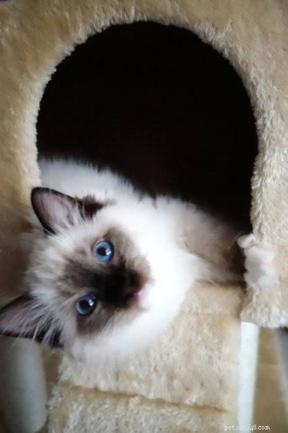 Mystra: Featured Ragdoll Kitten of the Month