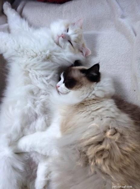 Flynn: Ragdoll of the Week – A Heartfelt Tribute to Otto and a New Beginning