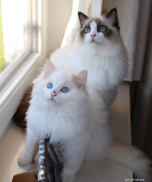 Flynn: Ragdoll of the Week – A Heartfelt Tribute to Otto and a New Beginning