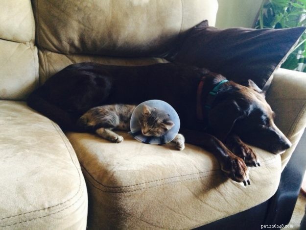 How a Reader Conquered Cat Allergies: A Success Story
