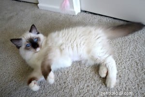 Mystra: Featured Ragdoll Kitten of the Month