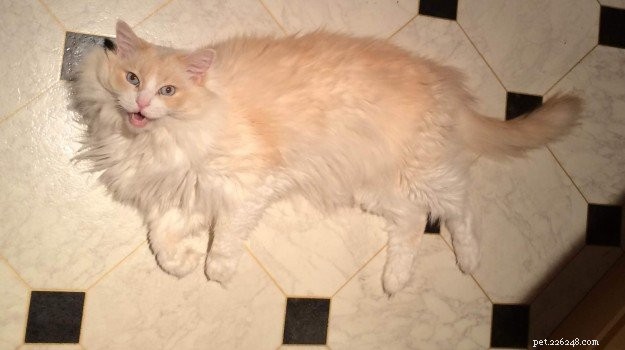 Meet Merlot & Izzy: The Charming Ragdolls of the Week