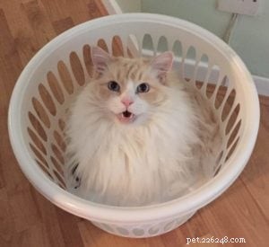 Meet Merlot & Izzy: The Charming Ragdolls of the Week
