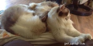 Meet Bob & Stitch: Adorable Ragdoll Stories from Our Family