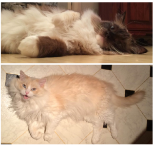 Meet Merlot & Izzy: The Charming Ragdolls of the Week