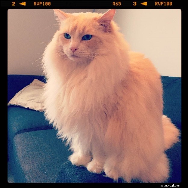 Meet Merlot & Izzy: The Charming Ragdolls of the Week