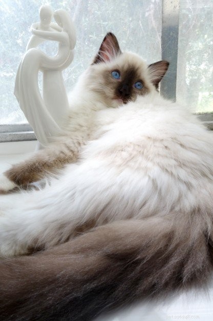 Mystra: Featured Ragdoll Kitten of the Month