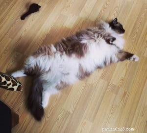 Meet Merlot & Izzy: The Charming Ragdolls of the Week