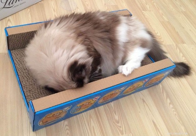 Meet Merlot & Izzy: The Charming Ragdolls of the Week