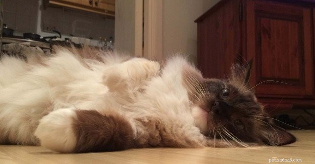 Meet Merlot & Izzy: The Charming Ragdolls of the Week