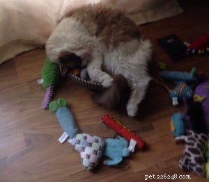Meet Bob & Stitch: Adorable Ragdoll Stories from Our Family