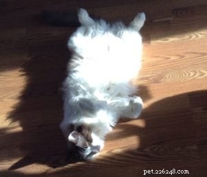 Meet Bob & Stitch: Adorable Ragdoll Stories from Our Family