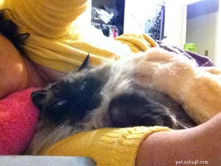 Meet Stanlee: Ragdoll of the Week – A Heartwarming Rescue Story