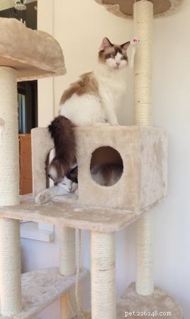 Meet Bob & Stitch: Adorable Ragdoll Stories from Our Family