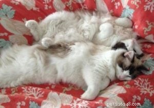 Meet Bob & Stitch: Adorable Ragdoll Stories from Our Family