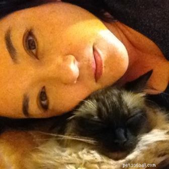 Meet Stanlee: Ragdoll of the Week – A Heartwarming Rescue Story