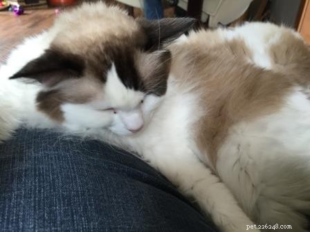 Meet Bob & Stitch: Adorable Ragdoll Stories from Our Family