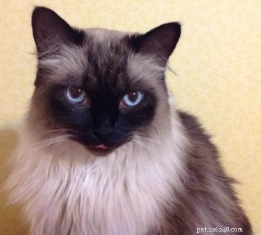 Meet Stanlee: Ragdoll of the Week – A Heartwarming Rescue Story