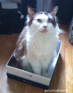 Meet Bob & Stitch: Adorable Ragdoll Stories from Our Family