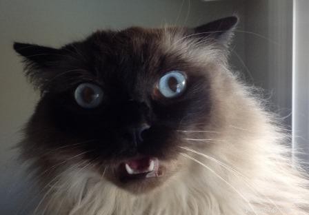 Meet Stanlee: Ragdoll of the Week – A Heartwarming Rescue Story