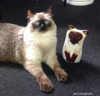 Meet Stanlee: Ragdoll of the Week – A Heartwarming Rescue Story