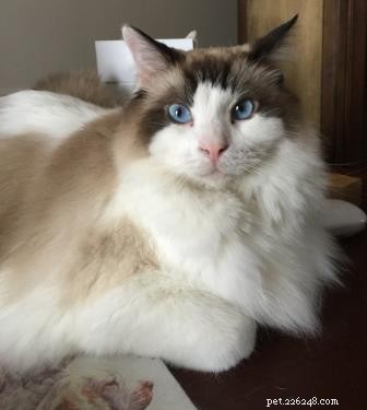 Meet Bob & Stitch: Adorable Ragdoll Stories from Our Family